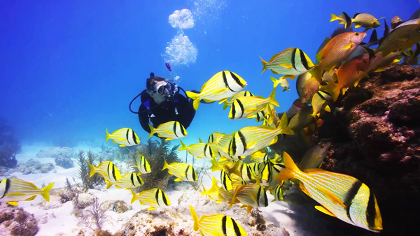 In 2024 the database surpassed 300,000 surveys conducted by over 16,000 volunteer divers.